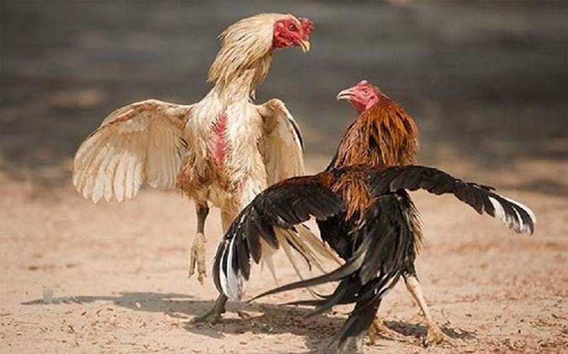 Liệu việc chơi máy đánh bạc tại Câu lạc bộ Vn68 có phù hợp không? - Vn68